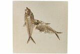 Two Fossil Fish (Diplomystus) - Wyoming #198394-1